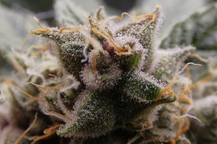 Crush Kush - QCS. Week 9