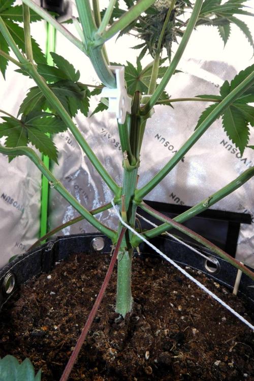 Crush Kush - QCS. Week 9