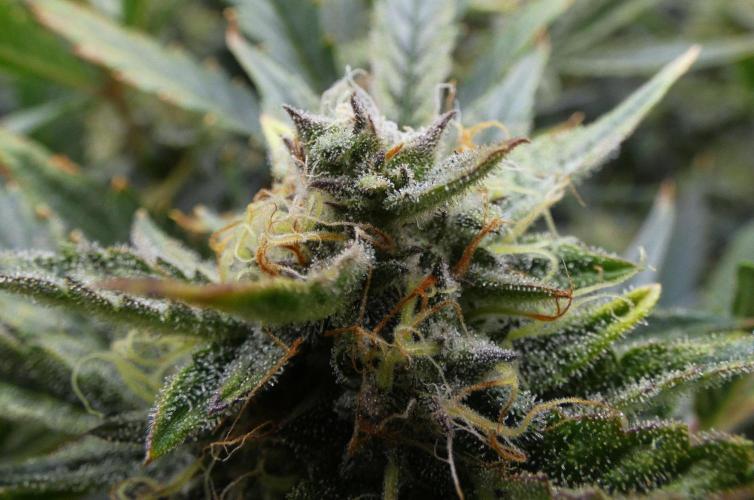 Maverick's Crush - Mephisto. Week 9