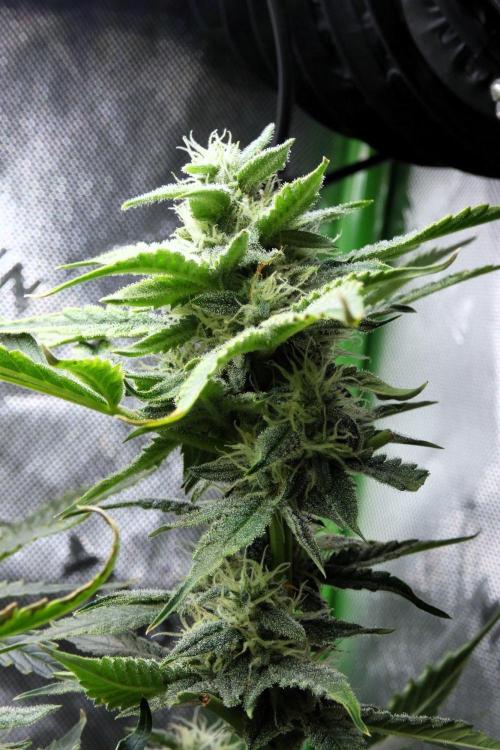 Grape Crinkle - Mephisto. Week 9