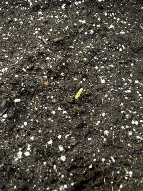 Titan F1. Week 0