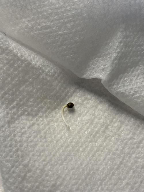 Epsilon. Week 0 - She was put into the paper towel on the 13th, it took almost exactly 3 days