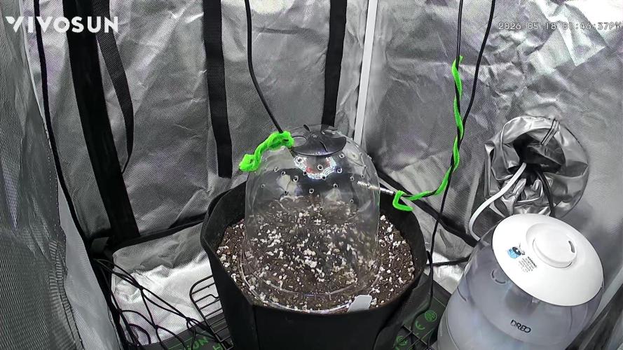 Epsilon. Week 0 - Set up ready for seedling