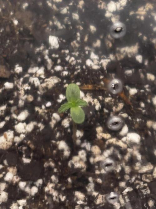 Epsilon. Week 0 - Seedling day 2