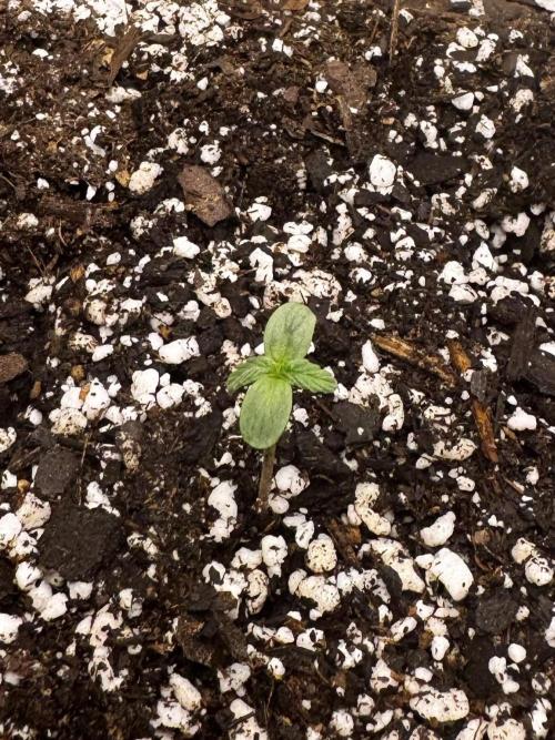 Epsilon. Week 0 - Seedling day 3