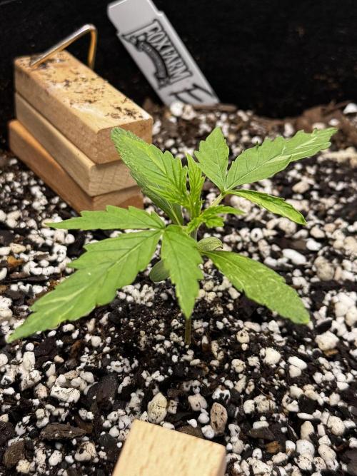 Epsilon. Week 1 - Veg Day 1