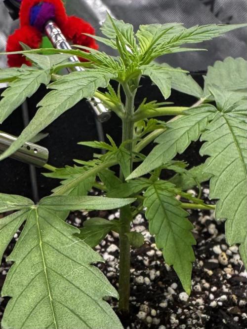 Epsilon. Week 2 - Wait d for training a couple extra days for more spacing between nodes!