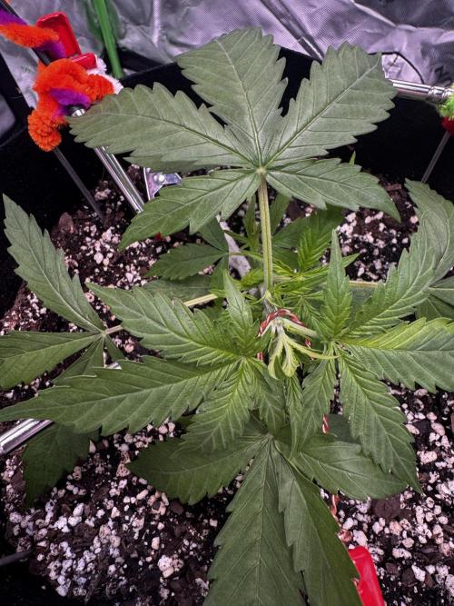 Epsilon. Week 2 - First training day on Day 20 from sprout, 5-6 nodes