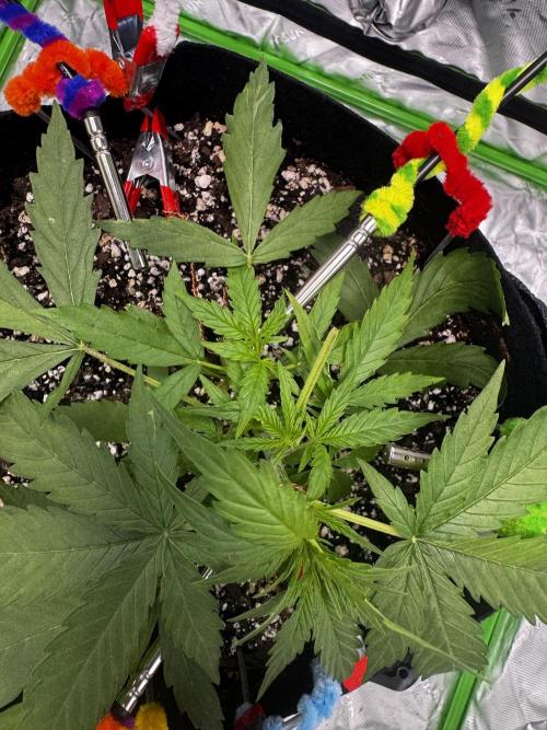 Epsilon F1 Hybrid w/RQS. Week 2 - Nice new grow 