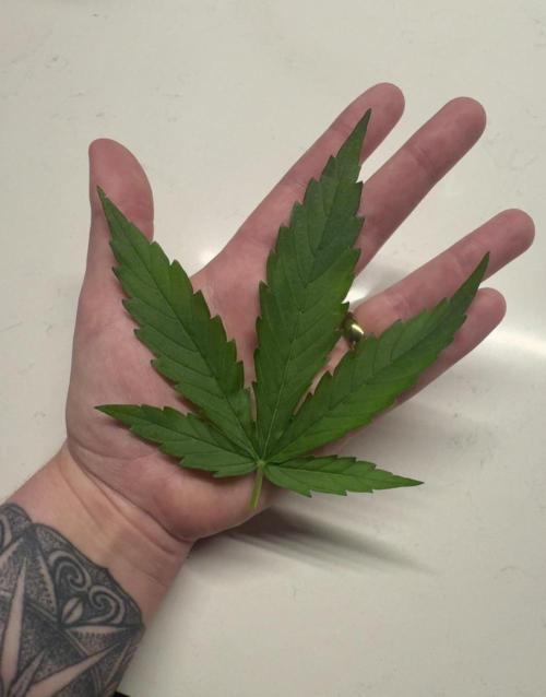 Epsilon F1 Hybrid w/RQS. Week 2 - Snipped off a couple leafs that were on the under side of training 