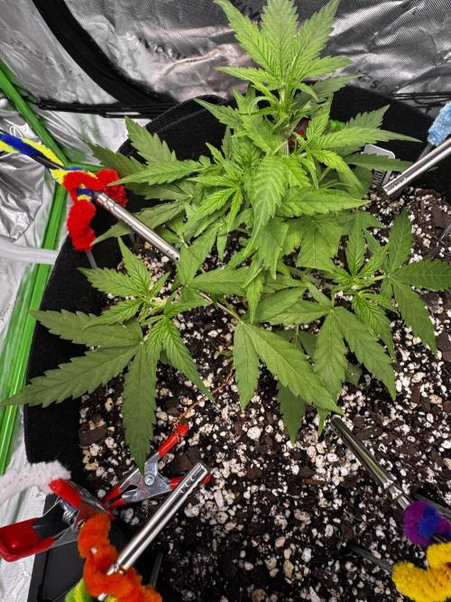 Epsilon F1 Hybrid w/RQS. Week 3 - Day 30