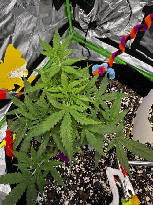 Epsilon F1 Hybrid w/RQS. Week 5