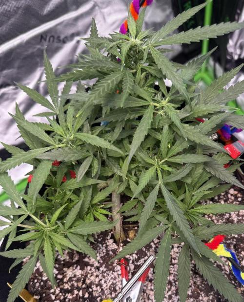 Epsilon F1 Hybrid w/RQS. Week 6