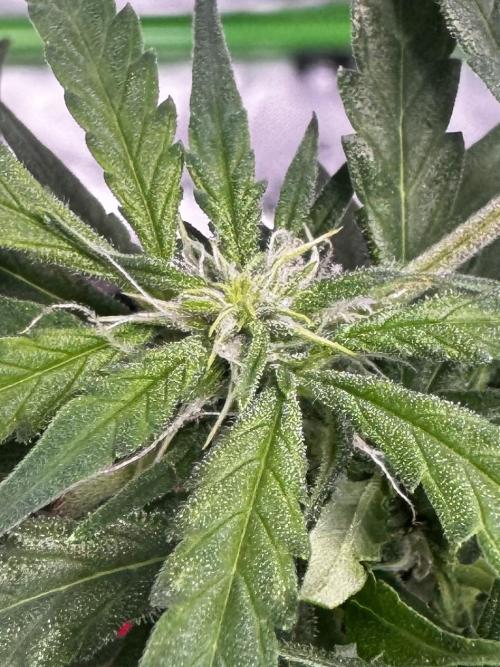 Epsilon F1 Hybrid w/RQS. Week 6
