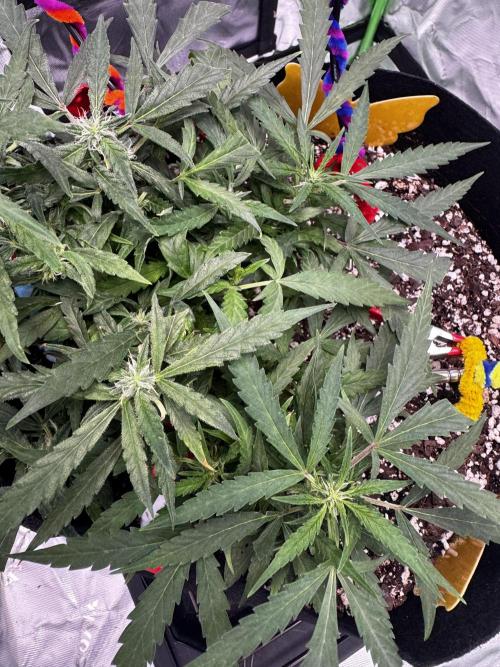 Epsilon F1 Hybrid w/RQS. Week 7