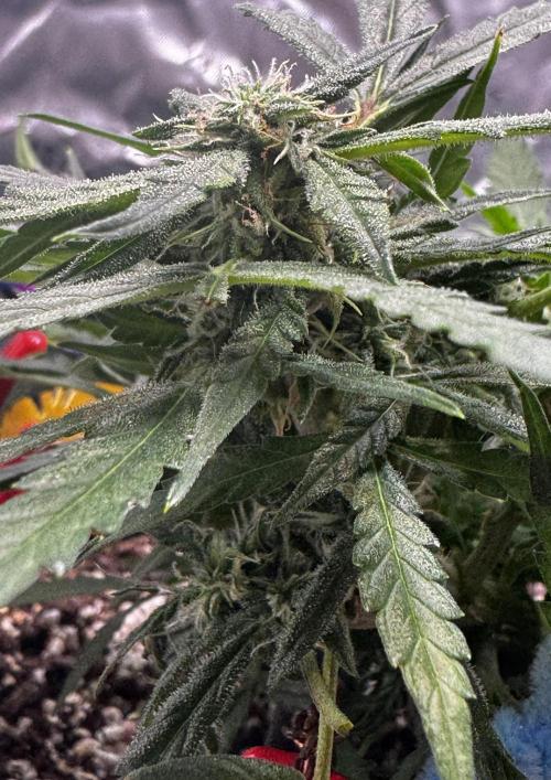 Epsilon F1 Hybrid w/RQS. Week 7