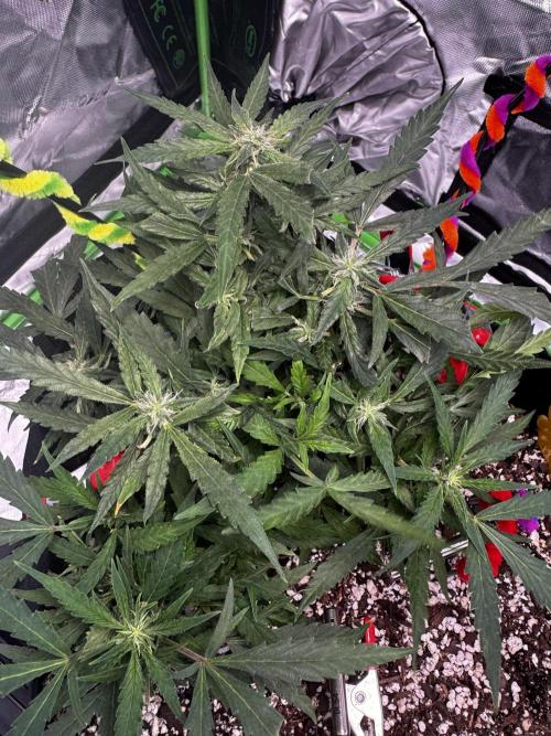 Epsilon F1 Hybrid w/RQS. Week 7