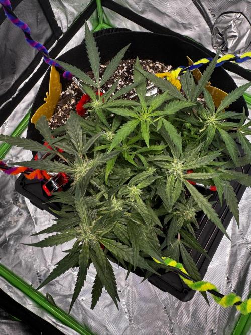 Epsilon F1 Hybrid w/RQS. Week 7 - Day 66