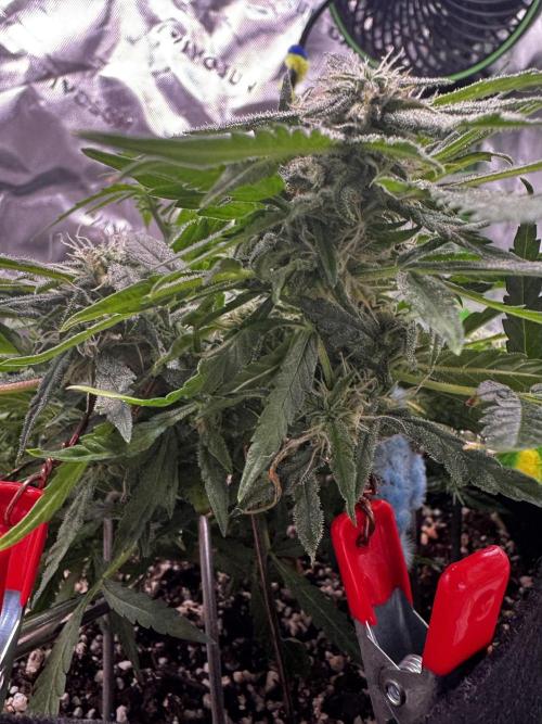 Epsilon F1 Hybrid w/RQS. Week 7 - Day 66