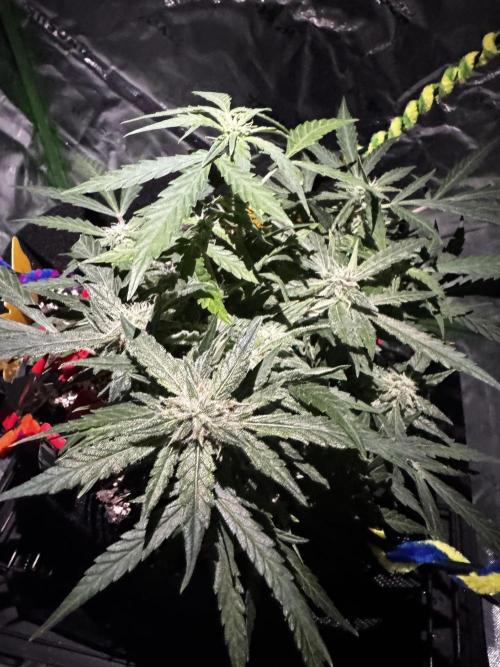 Epsilon F1 Hybrid w/RQS. Week 8