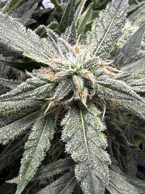 Epsilon F1 Hybrid w/RQS. Week 8 - Day 71