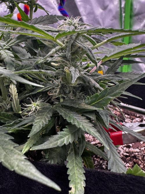 Epsilon F1 Hybrid w/RQS. Week 8 - D71