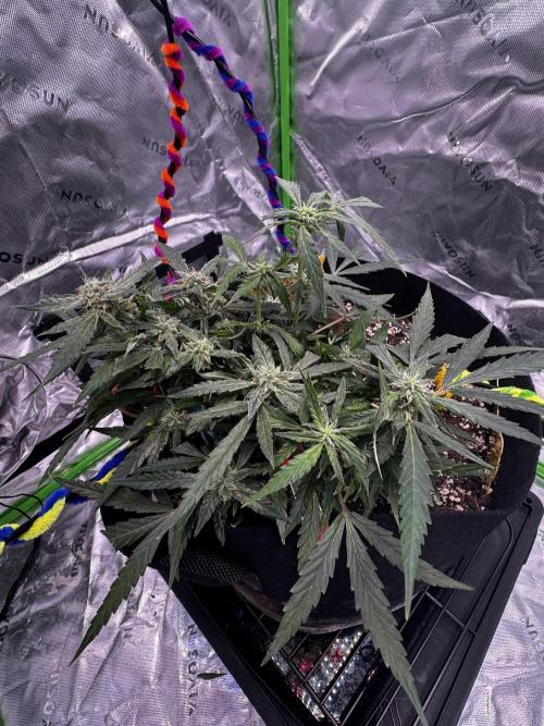 Epsilon F1 Hybrid w/RQS. Week 8 - D71