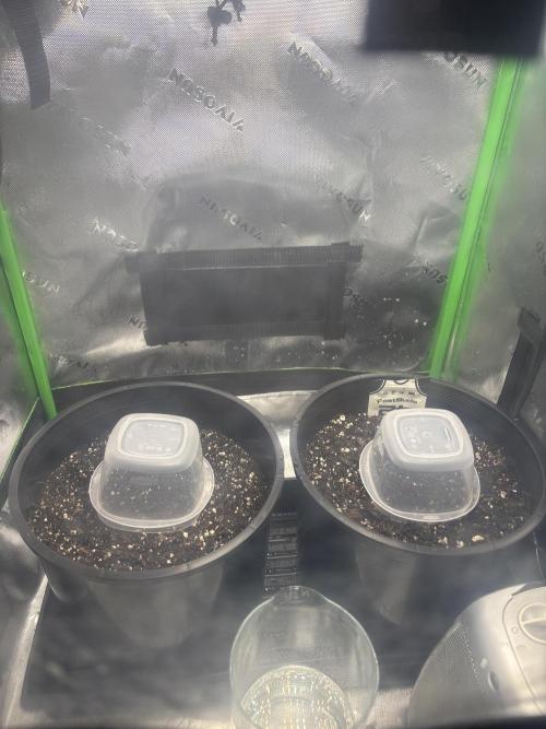 BlackBerry auto by FastBuds.. Week 0
