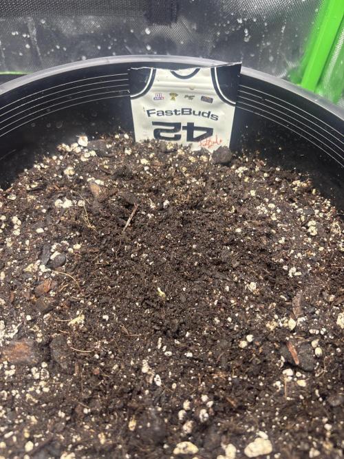 BlackBerry auto by FastBuds.. Week 0 - Starting to sprout! day 5
