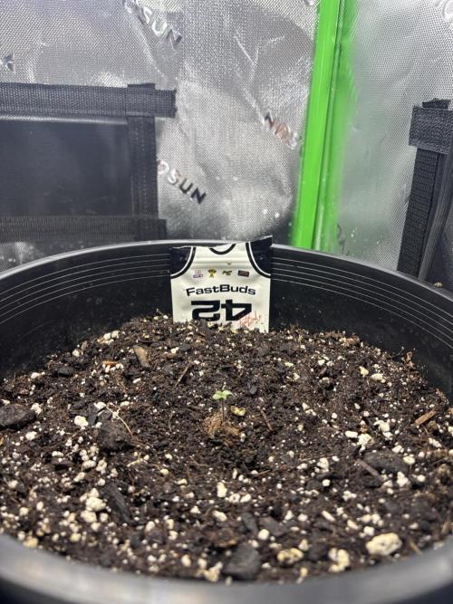 BlackBerry auto by FastBuds.. Week 1 - My first grow is going great! 