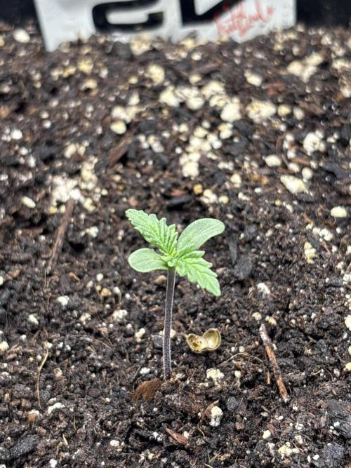 BlackBerry auto by FastBuds.. Week 1