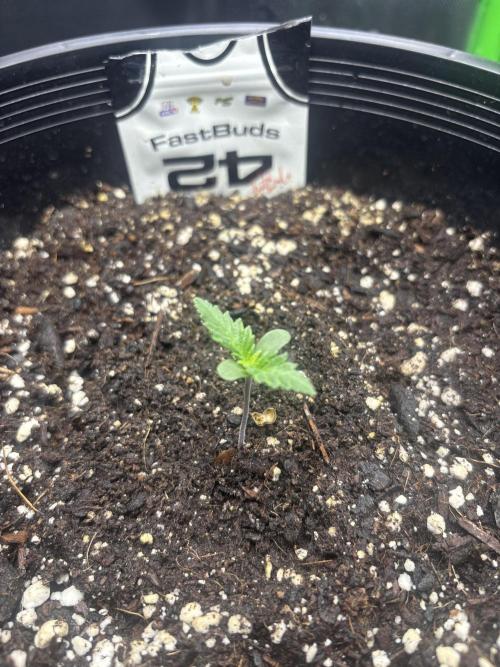 BlackBerry auto by FastBuds.. Week 1