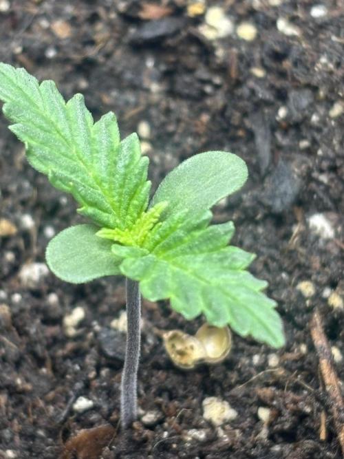 BlackBerry auto by FastBuds.. Week 1