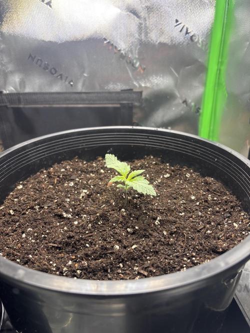 BlackBerry auto by FastBuds.. Week 3