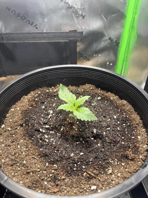 BlackBerry auto by FastBuds.. Week 3