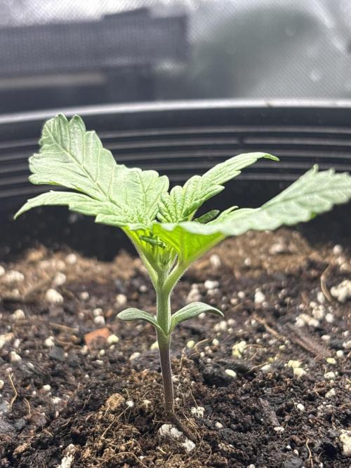 BlackBerry auto by FastBuds.. Week 3
