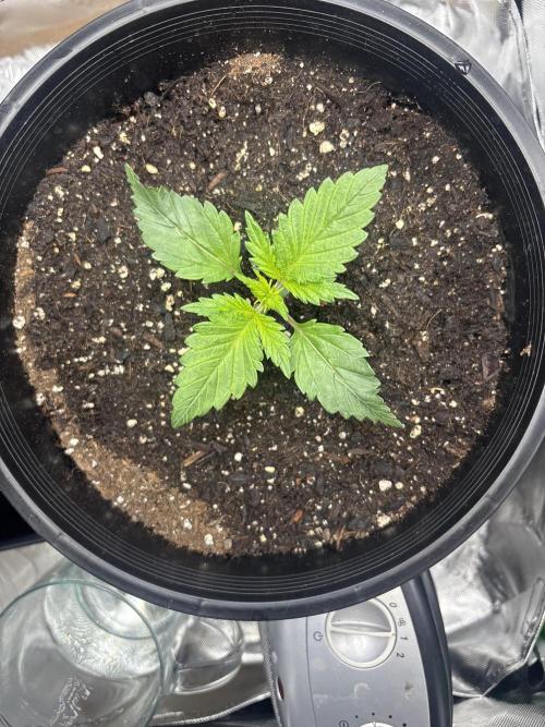 BlackBerry auto by FastBuds.. Week 3