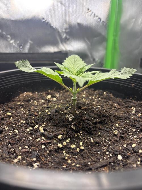 BlackBerry auto by FastBuds.. Week 3