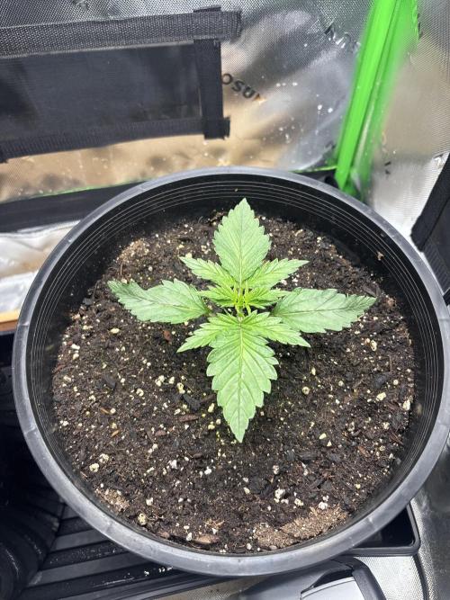 BlackBerry auto by FastBuds.. Week 3