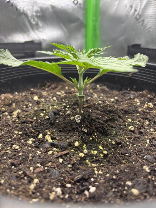 BlackBerry auto by FastBuds.. Week 3