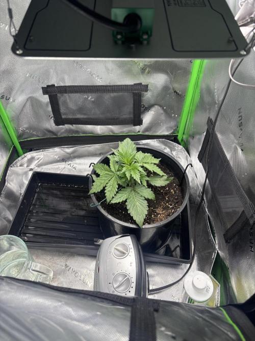 BlackBerry auto by FastBuds.. Week 4