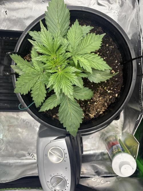 BlackBerry auto by FastBuds.. Week 4