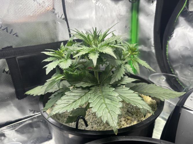 BlackBerry auto by FastBuds.. Week 4