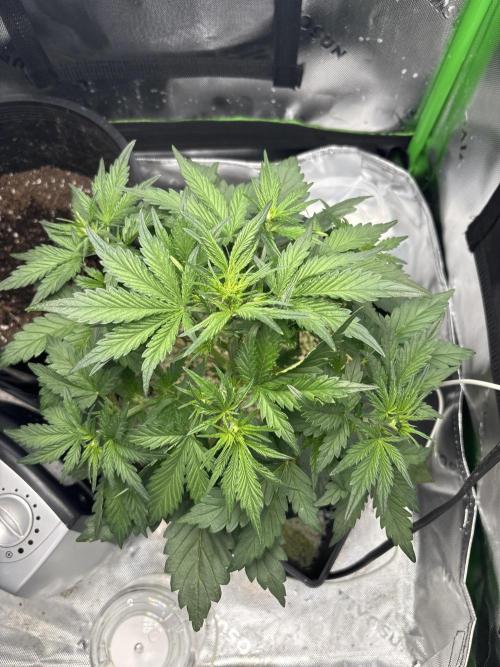BlackBerry auto by FastBuds.. Week 4