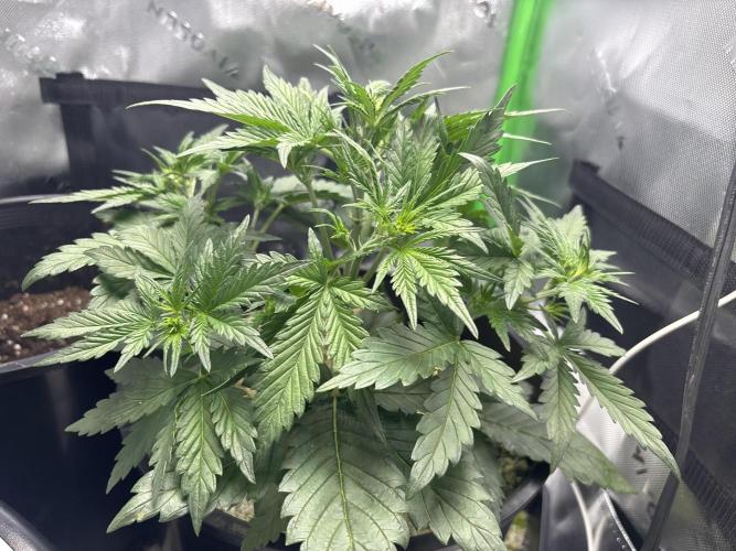BlackBerry auto by FastBuds.. Week 4