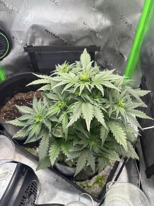 BlackBerry auto by FastBuds.. Week 5