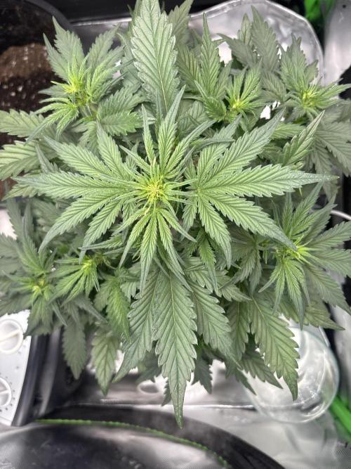 Blackberry Auto. Week 5