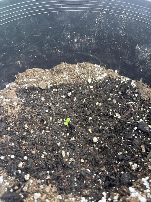 Mendo frost by Fast Buds. Week 0