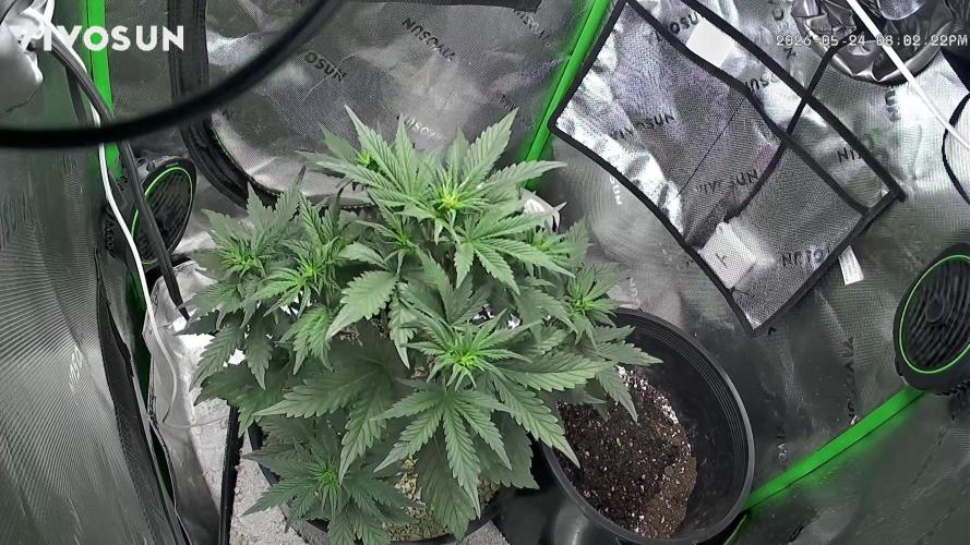 BlackBerry auto by FastBuds.. Week 5