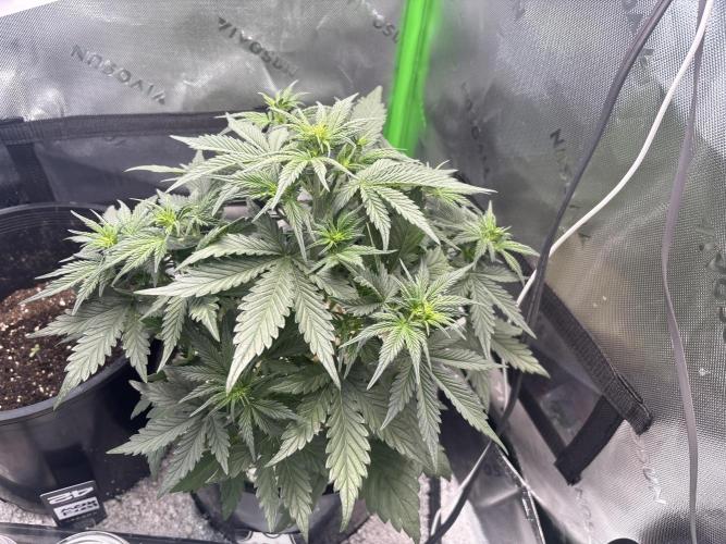 BlackBerry auto by FastBuds.. Week 5